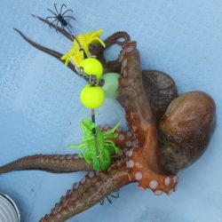 Hit Rush(ヒット ラッシュ） 釣果