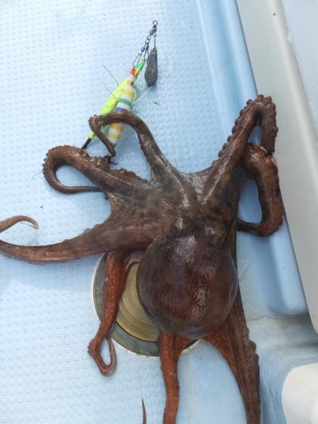 Hit Rush(ヒット ラッシュ） 釣果