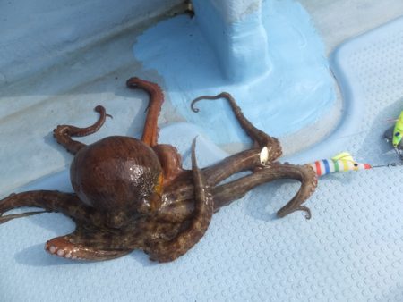 Hit Rush(ヒット ラッシュ） 釣果