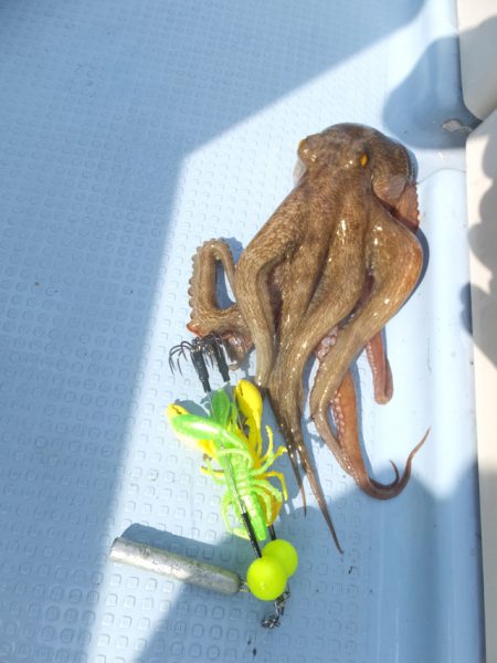 Hit Rush(ヒット ラッシュ） 釣果