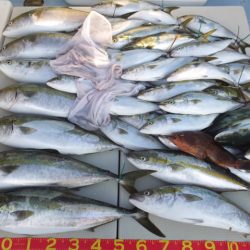 Hit Rush(ヒット ラッシュ） 釣果