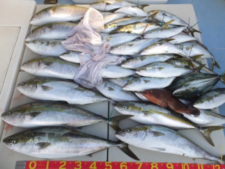 Hit Rush(ヒット ラッシュ） 釣果…