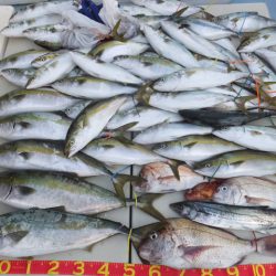 Hit Rush(ヒット ラッシュ) 釣果