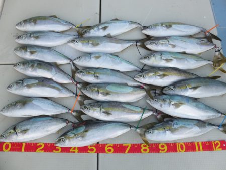 Hit Rush(ヒット ラッシュ） 釣果…