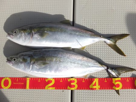 Hit Rush(ヒット ラッシュ） 釣果…