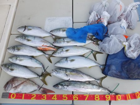 Hit Rush(ヒット ラッシュ） 釣果…