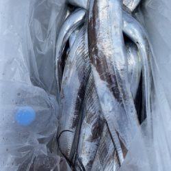 釣船 浦島太郎 釣果