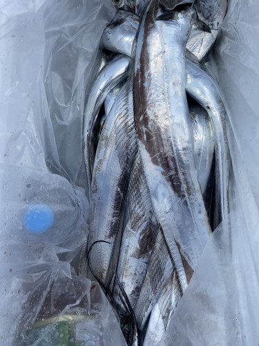 釣船 浦島太郎 釣果