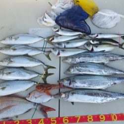 Hit Rush(ヒット ラッシュ） 釣果