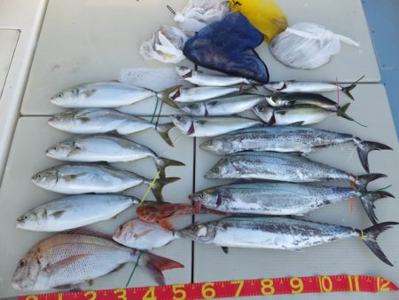 Hit Rush(ヒット ラッシュ） 釣果…