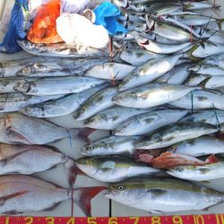 Hit Rush(ヒット ラッシュ) 釣果