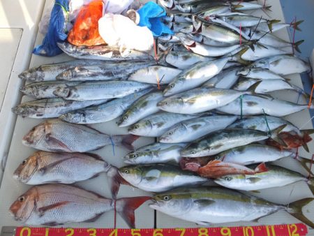 Hit Rush(ヒット ラッシュ） 釣果…