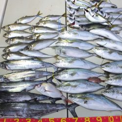 Hit Rush(ヒット ラッシュ） 釣果