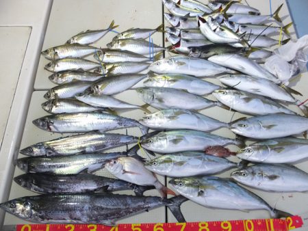 Hit Rush(ヒット ラッシュ） 釣果…