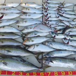 Hit Rush(ヒット ラッシュ) 釣果