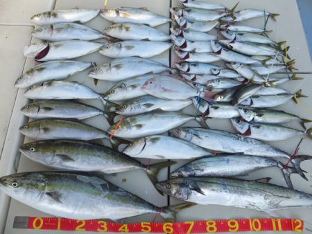 Hit Rush(ヒット ラッシュ) 釣果