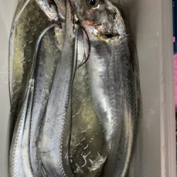 釣船 浦島太郎 釣果