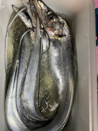 釣船 浦島太郎 釣果