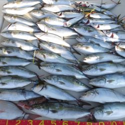 Hit Rush(ヒット ラッシュ) 釣果