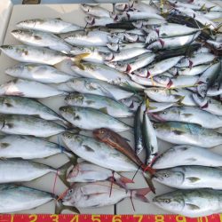 Hit Rush(ヒット ラッシュ) 釣果