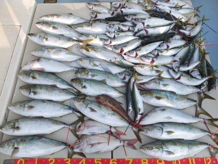 Hit Rush(ヒット ラッシュ） 釣果…