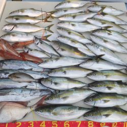 Hit Rush(ヒット ラッシュ) 釣果