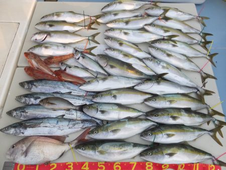 Hit Rush(ヒット ラッシュ) 釣果