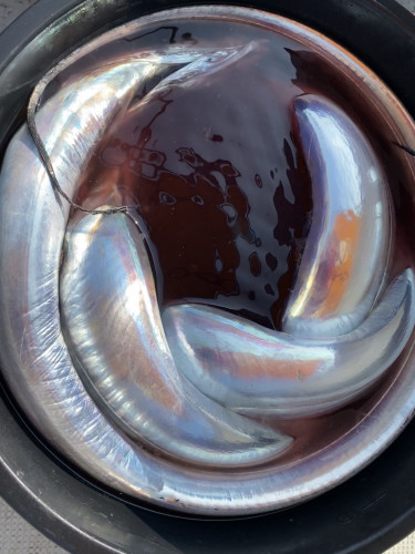 釣船 浦島太郎 釣果