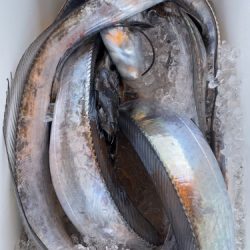 釣船 浦島太郎 釣果