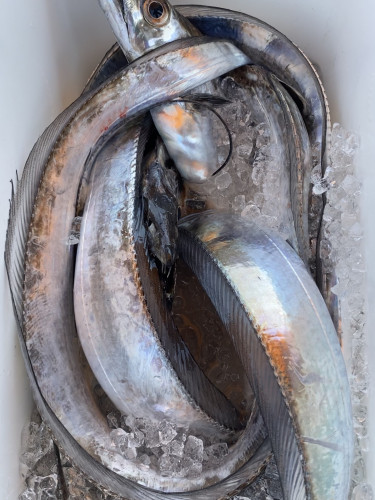 釣船 浦島太郎 釣果