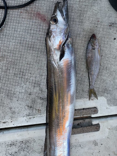 釣船 浦島太郎 釣果