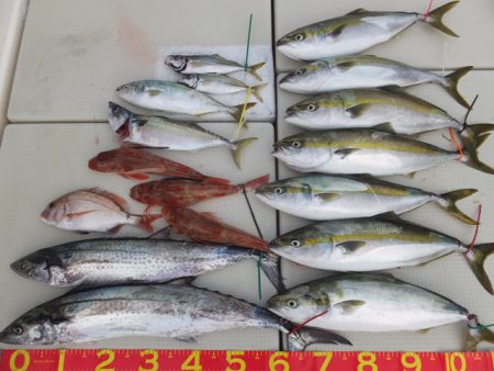 Hit Rush(ヒット ラッシュ） 釣果…