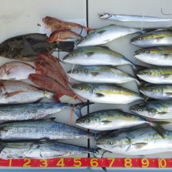 Hit Rush(ヒット ラッシュ） 釣果