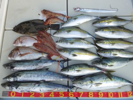 Hit Rush(ヒット ラッシュ） 釣果…