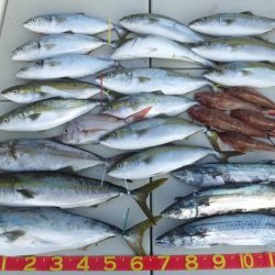 Hit Rush(ヒット ラッシュ) 釣果