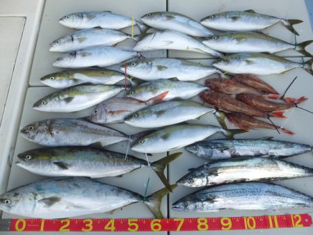 Hit Rush(ヒット ラッシュ） 釣果…