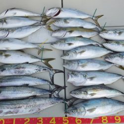 Hit Rush(ヒット ラッシュ） 釣果