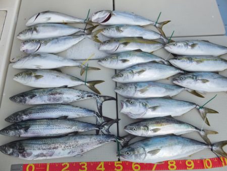 Hit Rush(ヒット ラッシュ） 釣果…