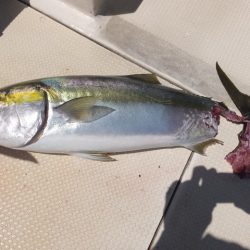 Hit Rush(ヒット ラッシュ) 釣果