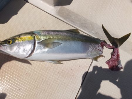 Hit Rush(ヒット ラッシュ） 釣果…