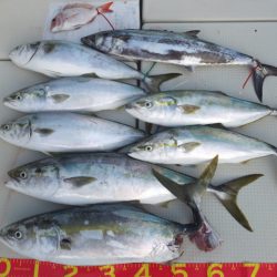 Hit Rush(ヒット ラッシュ) 釣果