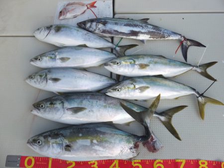 Hit Rush(ヒット ラッシュ) 釣果