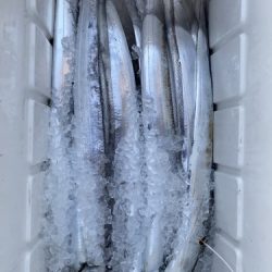 釣船 浦島太郎 釣果