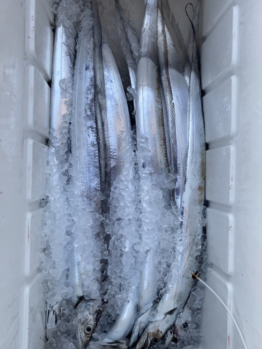 釣船 浦島太郎 釣果