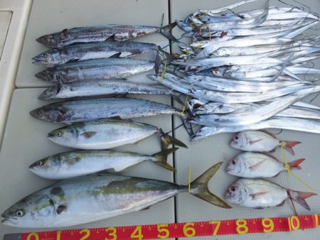 Hit Rush(ヒット ラッシュ） 釣果…