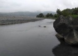 大井川(大井川(非)漁業協同組合) 釣果