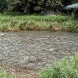 大井川(大井川(非)漁業協同組合) 釣果