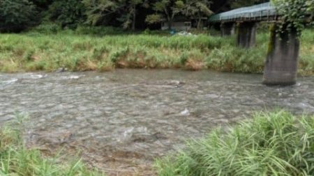 大井川(大井川(非)漁業協同組合) 釣果