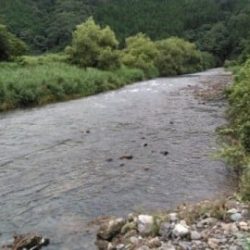 大井川(大井川(非)漁業協同組合) 釣果