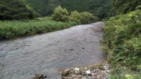 大井川(大井川(非)漁業協同組合) 釣果